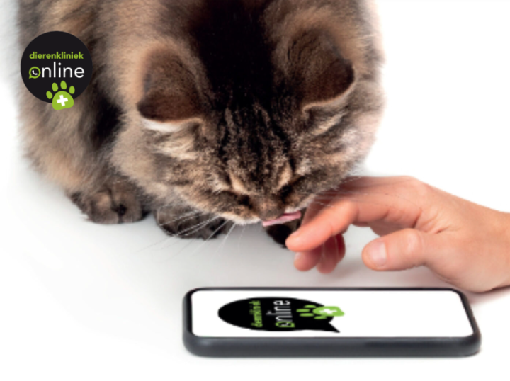 Geavanceerde technologie verbeterd gezondheid huisdieren met ChatGPT als virtuele dierenarts